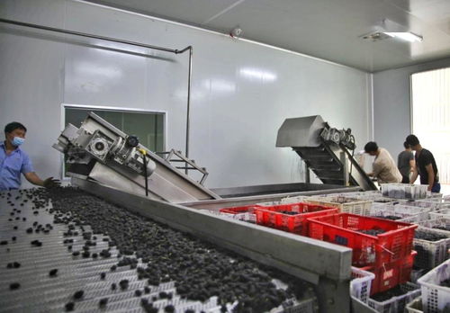 鹽邊縣 深化果桑產業布局，加快酒制品生產推動產業鏈延伸